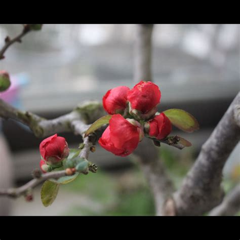 海棠風水|海棠花的風水作用及其擺放方法